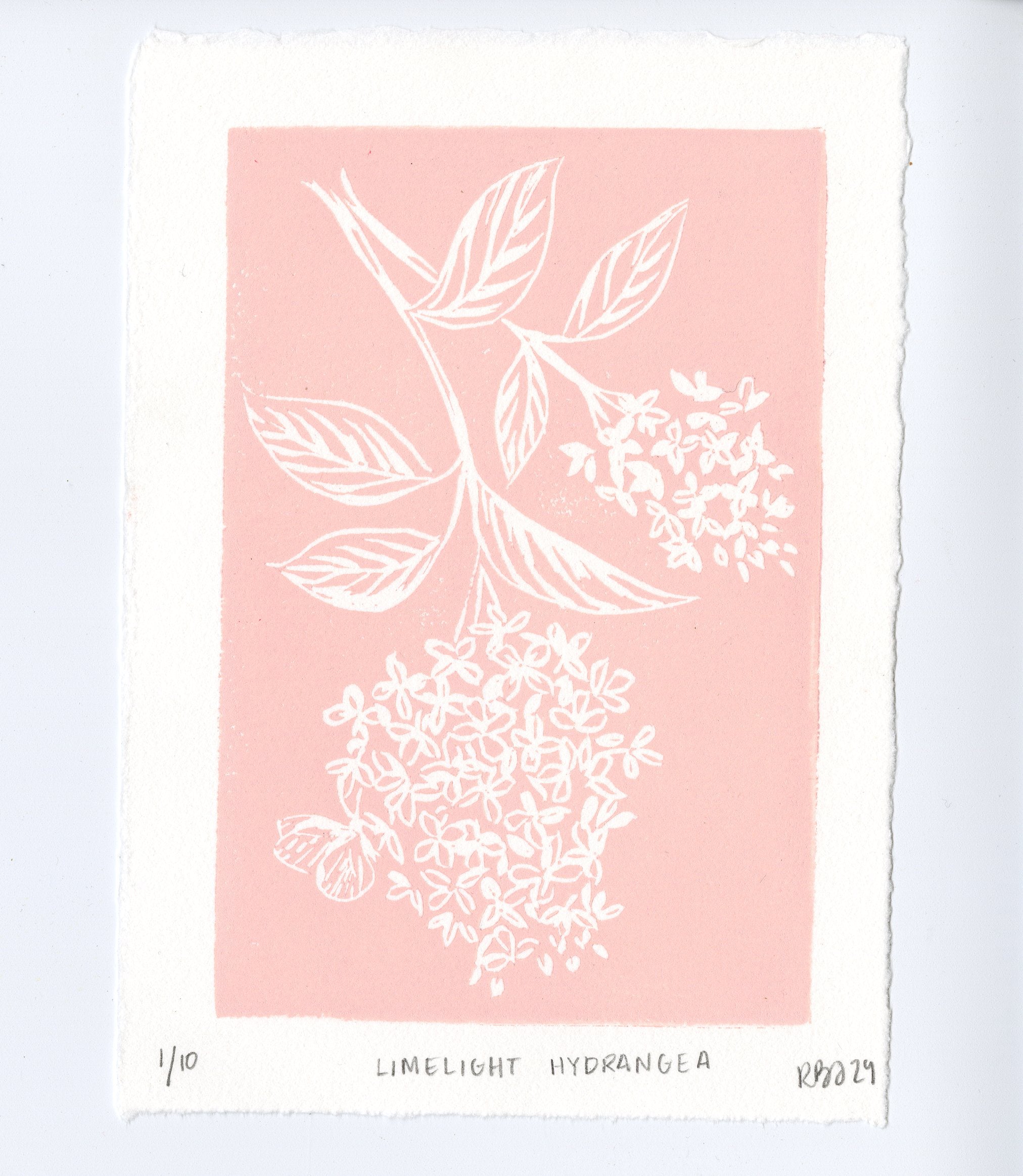 hydrangea0223ページ Hydrangea 'Annabelle' Flowering Shrub, 3 or 5 Pack, 18-24