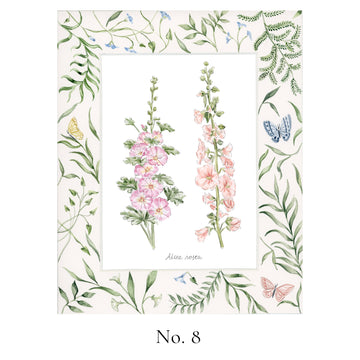 No. 8 Alcea rosea (Hollyhock)