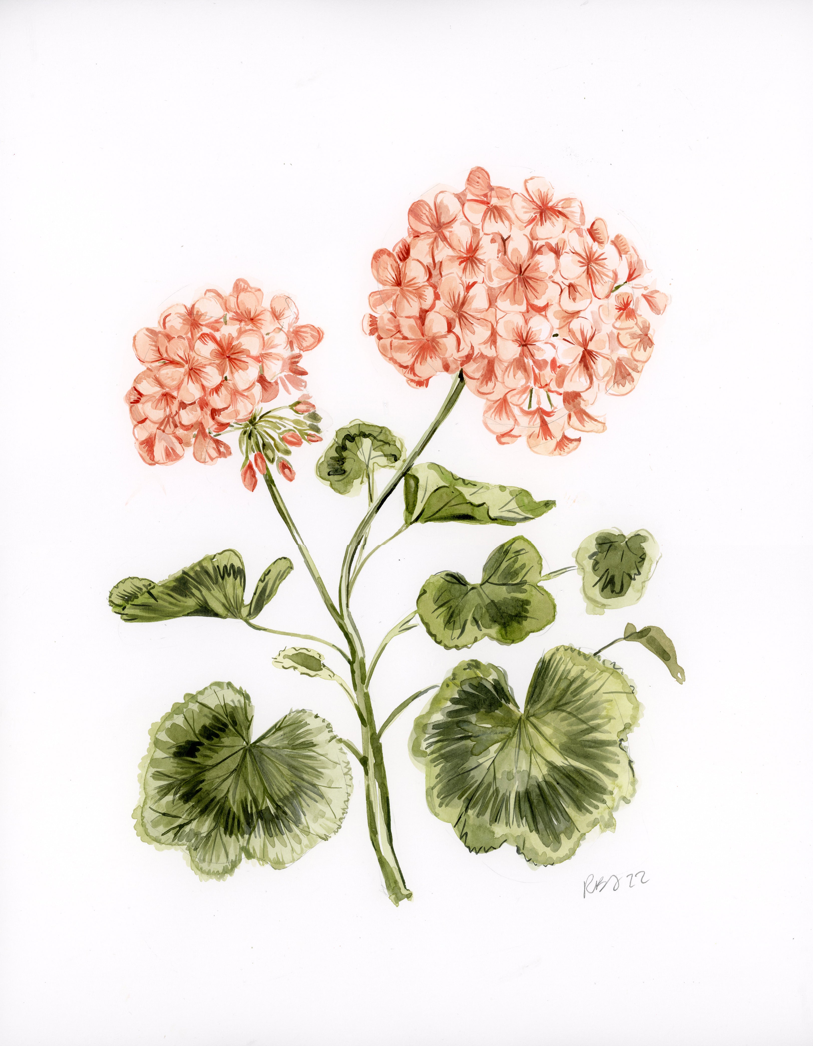 Stanley With Geraniums, Ink and Watercolor - Portraits of Animals
