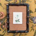 Seed Packet: Poppy