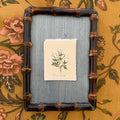 Seed Packet: Feverfew