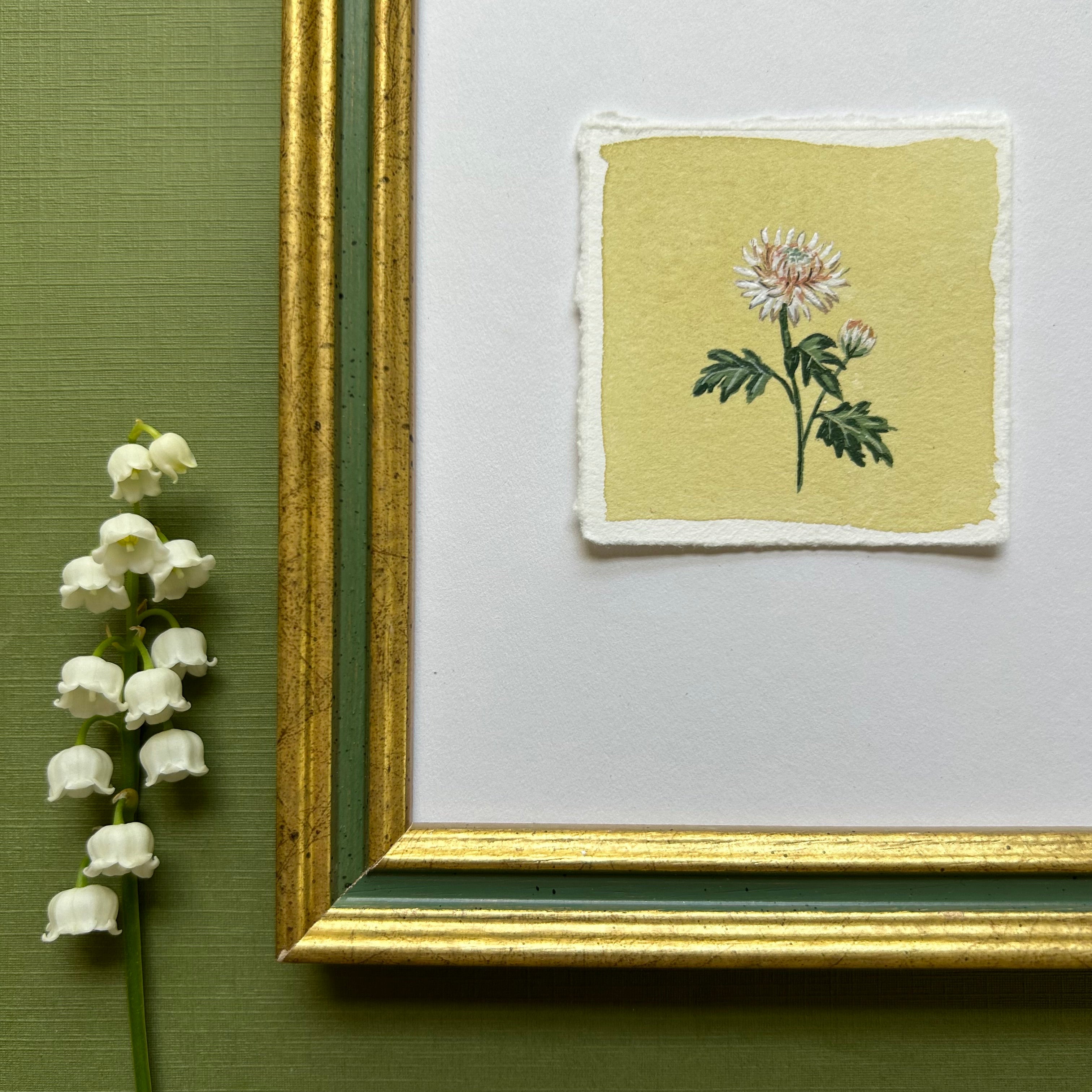 November: Birth Month Flower Series