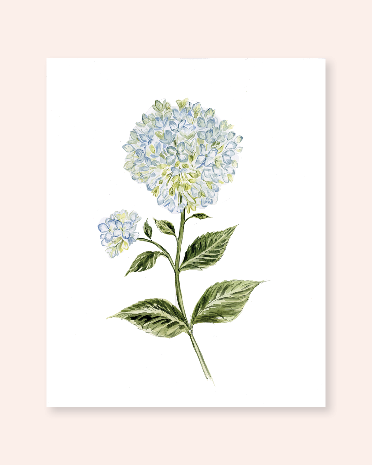 Hydrangea Print
