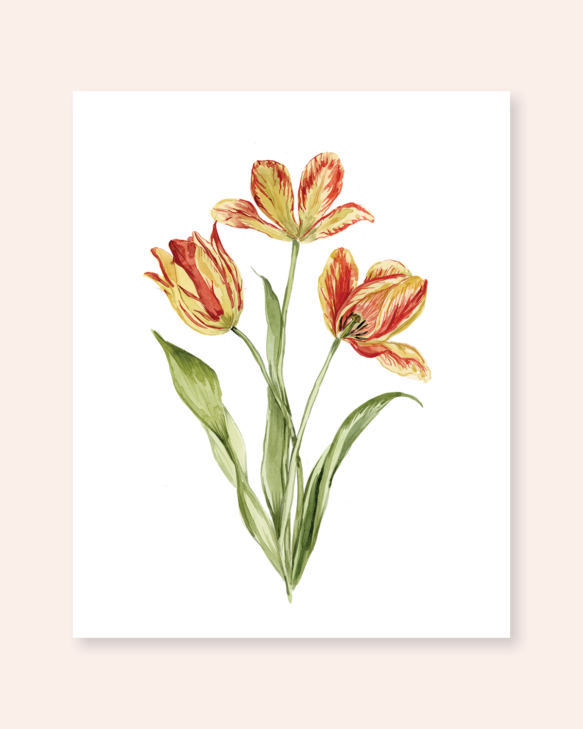 Tulip Print