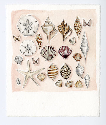 Shell Collection