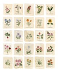 PREORDER Seed Catalog Print