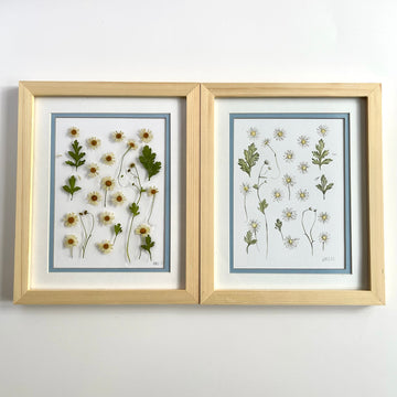 Chamomile Diptych