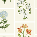 Botanical Cream Wallpaper