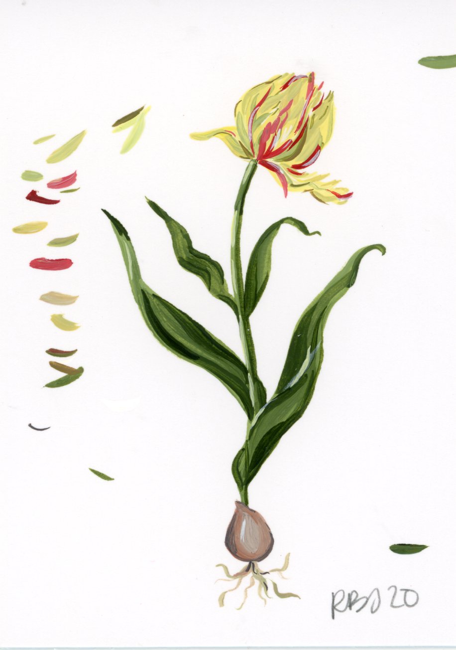 Tulip