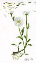 Daisy