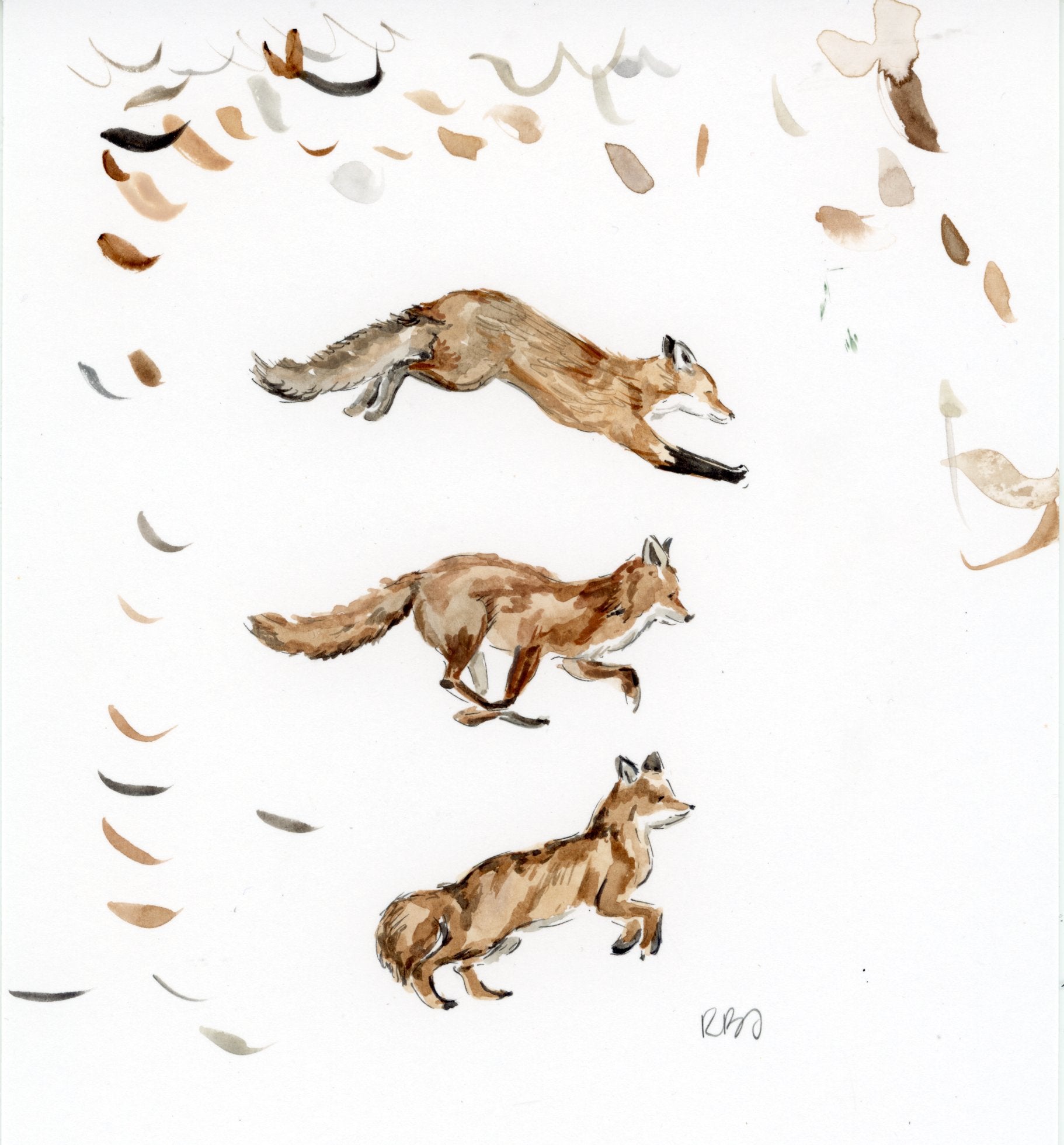 Foxes