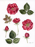 Rose Study